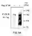 Fig. 15 - Antibodies which bind type I cannabinoid receptor/angiotensis II receptor heteromers