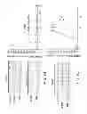 Fig. 16 - Antibodies which bind type I cannabinoid receptor/angiotensis II receptor heteromers