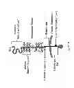 Fig. 37 - Antibodies to MUC16 and methods of use thereof