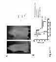 Fig. 41 - Antibodies to MUC16 and methods of use thereof