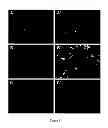 Fig. 09 - Proteins that bind PI16 and uses thereof