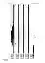 Fig. 53 - Proteins that bind PI16 and uses thereof