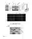 Fig. 02 - PHOSPHORYLATED TWIST1 AND METASTASIS