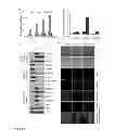 Fig. 03 - PHOSPHORYLATED TWIST1 AND METASTASIS