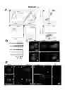 Fig. 02 - Compositions and Methods for Enhancing Dendritic Cell Resistance to Bacterial Infection and for Enhancing the Mobility of Dendritic Cells for Dendritic Cell-Based Immunotherapy