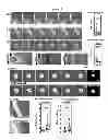 Fig. 03 - Compositions and Methods for Enhancing Dendritic Cell Resistance to Bacterial Infection and for Enhancing the Mobility of Dendritic Cells for Dendritic Cell-Based Immunotherapy