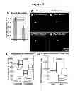 Fig. 04 - Compositions and Methods for Enhancing Dendritic Cell Resistance to Bacterial Infection and for Enhancing the Mobility of Dendritic Cells for Dendritic Cell-Based Immunotherapy