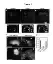 Fig. 07 - Compositions and Methods for Enhancing Dendritic Cell Resistance to Bacterial Infection and for Enhancing the Mobility of Dendritic Cells for Dendritic Cell-Based Immunotherapy