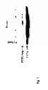 Fig. 08 - Use of -long leader sequence for transmembrane delivery of molecules