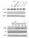 Fig. 02 - Composition for preventing or improving metabolic syndrome comprising tea plant leaf, flower and seed extract