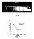 Fig. 04 - WHEY PROTEIN MICELLES