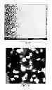 Fig. 06 - WHEY PROTEIN MICELLES