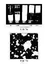 Fig. 08 - WHEY PROTEIN MICELLES