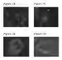 Fig. 06 - Methods for preparing thermally responsive cell culture surfaces