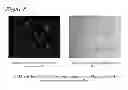 Fig. 07 - Methods for preparing thermally responsive cell culture surfaces
