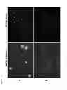 Fig. 02 - COMPOSITIONS AND METHODS FOR DETECTING VIRAL INFECTION USING DIRECT-LABEL FLUORESCENCE IN SITU HYBRIDIZATION