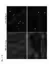 Fig. 04 - COMPOSITIONS AND METHODS FOR DETECTING VIRAL INFECTION USING DIRECT-LABEL FLUORESCENCE IN SITU HYBRIDIZATION