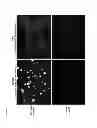 Fig. 07 - COMPOSITIONS AND METHODS FOR DETECTING VIRAL INFECTION USING DIRECT-LABEL FLUORESCENCE IN SITU HYBRIDIZATION