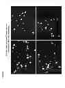 Fig. 08 - COMPOSITIONS AND METHODS FOR DETECTING VIRAL INFECTION USING DIRECT-LABEL FLUORESCENCE IN SITU HYBRIDIZATION