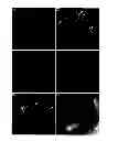 Fig. 01 - pH-responsive fluorescent false neurotransmitters and their use