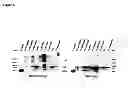 Fig. 06 - Disulphide bond-stabilized functional soluble MHC class II heterodimers