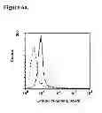 Fig. 07 - Disulphide bond-stabilized functional soluble MHC class II heterodimers