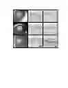 Fig. 03 - Chimeric avian-based screening system containing mammalian grafts