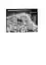 Fig. 06 - Chimeric avian-based screening system containing mammalian grafts