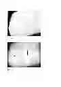Fig. 16 - Chimeric avian-based screening system containing mammalian grafts