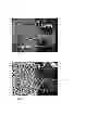 Fig. 18 - Chimeric avian-based screening system containing mammalian grafts