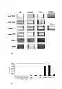Fig. 19 - Chimeric avian-based screening system containing mammalian grafts