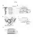 Fig. 02 - Composition for treating sepsis or septic shock comprising the peptide originated from the Smad6