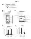 Fig. 04 - Composition for treating sepsis or septic shock comprising the peptide originated from the Smad6