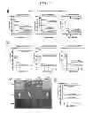 Fig. 06 - Composition for treating sepsis or septic shock comprising the peptide originated from the Smad6
