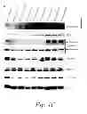 Fig. 04 - MULTIMERIC TIE 2 AGONISTS AND USES THEREOF IN STIMULATING ANGIOGENESIS