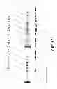 Fig. 05 - MULTIMERIC TIE 2 AGONISTS AND USES THEREOF IN STIMULATING ANGIOGENESIS