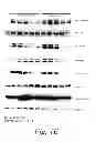 Fig. 06 - MULTIMERIC TIE 2 AGONISTS AND USES THEREOF IN STIMULATING ANGIOGENESIS
