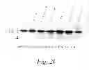 Fig. 10 - MULTIMERIC TIE 2 AGONISTS AND USES THEREOF IN STIMULATING ANGIOGENESIS