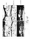 Fig. 15 - MULTIMERIC TIE 2 AGONISTS AND USES THEREOF IN STIMULATING ANGIOGENESIS