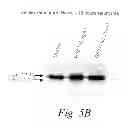 Fig. 18 - MULTIMERIC TIE 2 AGONISTS AND USES THEREOF IN STIMULATING ANGIOGENESIS