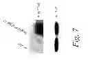 Fig. 20 - MULTIMERIC TIE 2 AGONISTS AND USES THEREOF IN STIMULATING ANGIOGENESIS