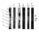 Fig. 22 - MULTIMERIC TIE 2 AGONISTS AND USES THEREOF IN STIMULATING ANGIOGENESIS