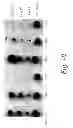 Fig. 23 - MULTIMERIC TIE 2 AGONISTS AND USES THEREOF IN STIMULATING ANGIOGENESIS