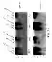 Fig. 24 - MULTIMERIC TIE 2 AGONISTS AND USES THEREOF IN STIMULATING ANGIOGENESIS