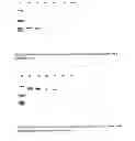 Fig. 16 - Method for selective oligonucleotide modification