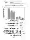 Fig. 08 - Methods and Compositions for Inhibiting Tumor Cell Proliferation