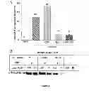 Fig. 11 - Methods and Compositions for Inhibiting Tumor Cell Proliferation