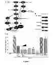Fig. 12 - Methods and Compositions for Inhibiting Tumor Cell Proliferation