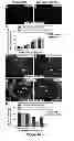 Fig. 13 - Methods and Compositions for Inhibiting Tumor Cell Proliferation