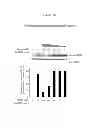 Fig. 16 - Polypeptides that bound to IL-23 receptor and inhibit binding of IL-23 and cell signaling thereof